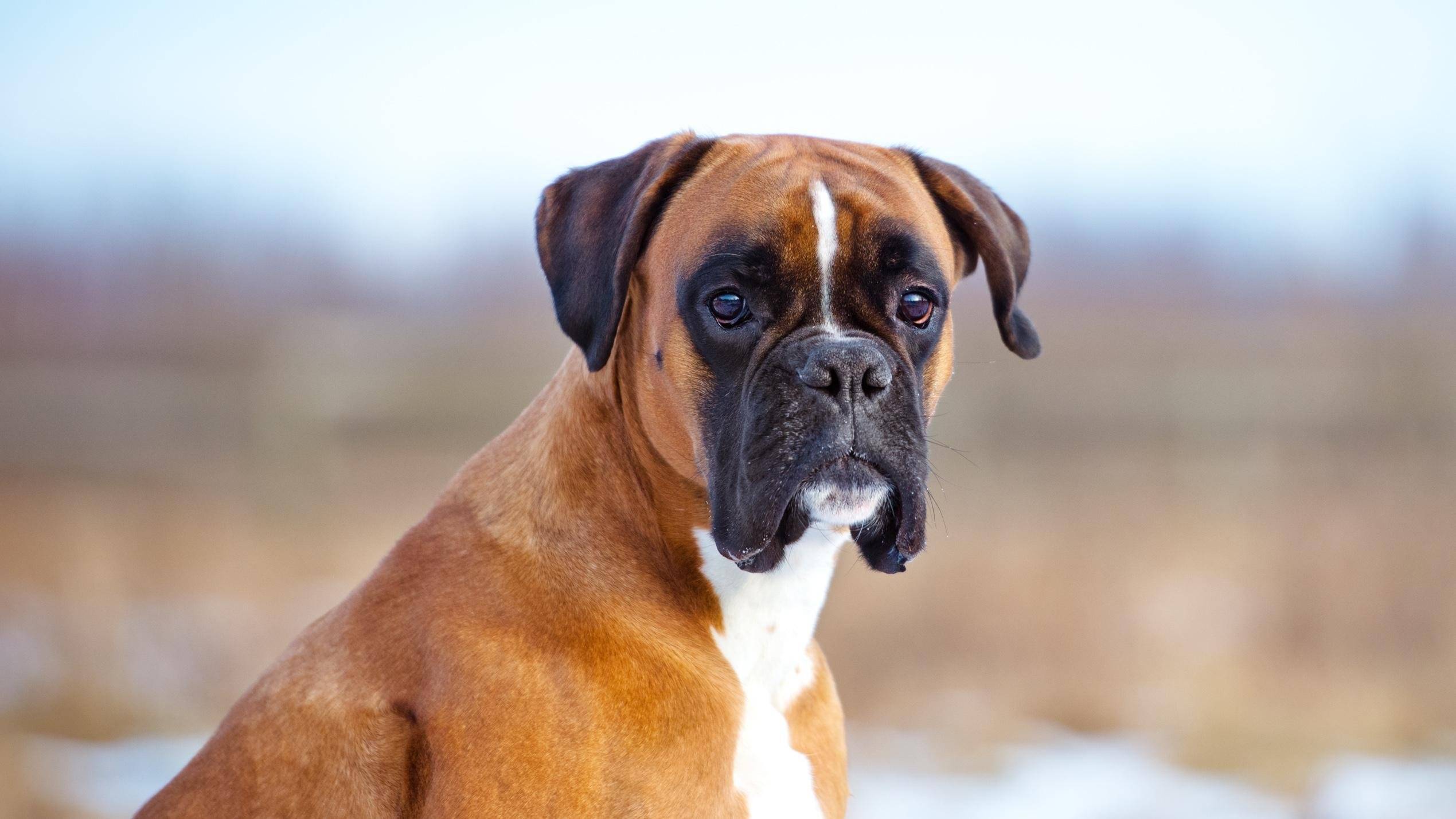 Боксер — порода собак — описание и фото