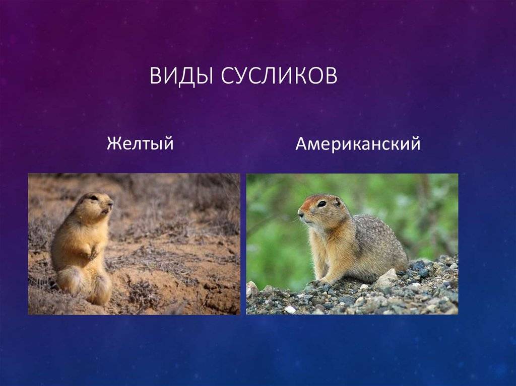 Суслики: виды, фото, описание, содержание