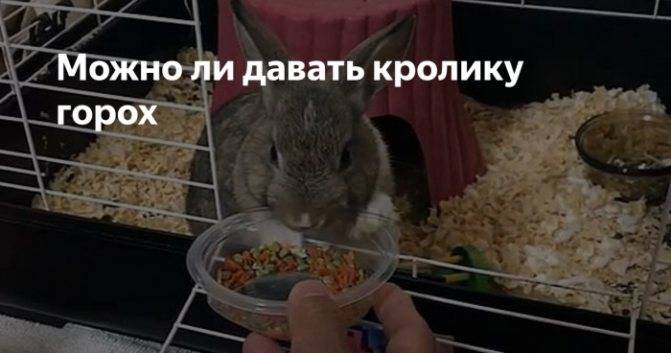 Можно ли кроликам горох: введение в рацион, польза или вред, правила кормления