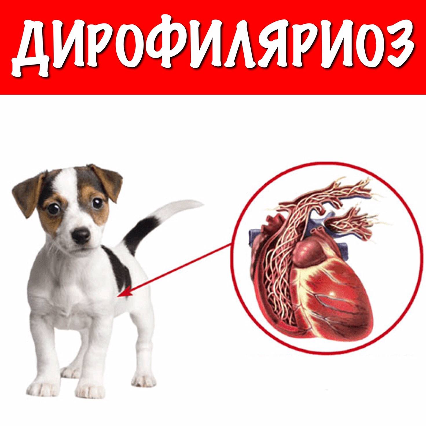 Собака стала чаще уставать? основные признаки дирофиляриоза