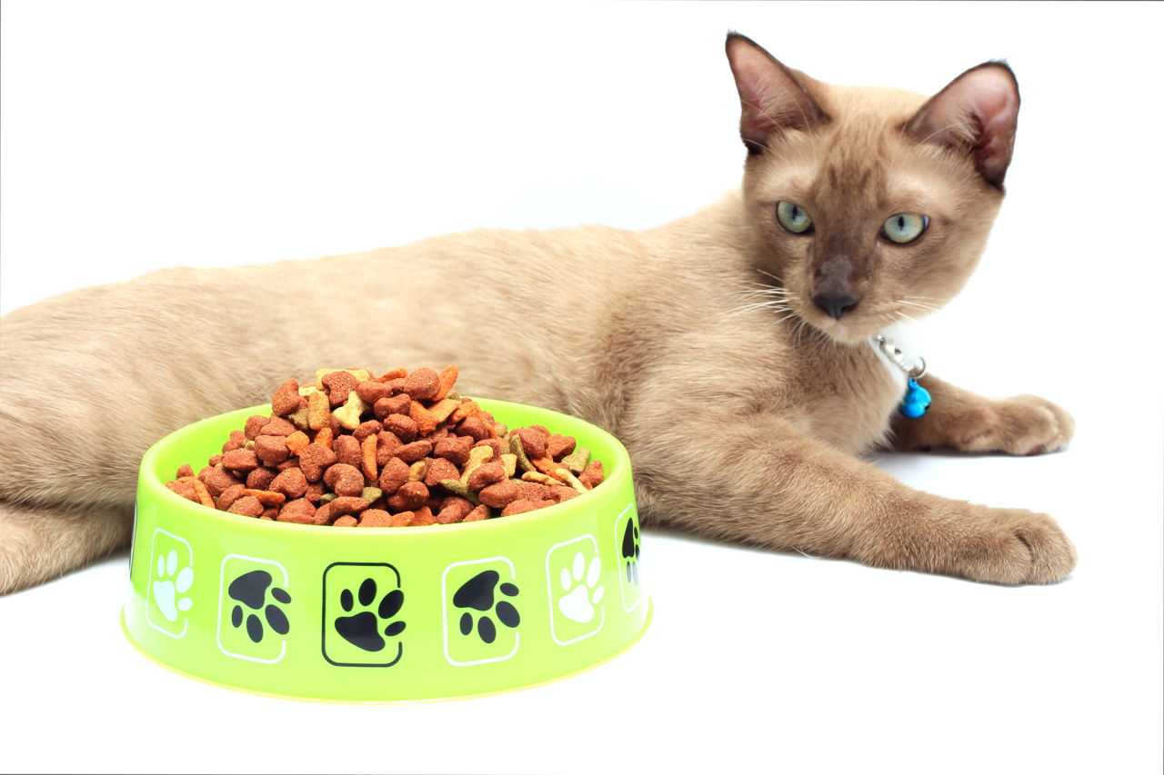 Почему кошка не ест сухой корм и что делать владельцу?