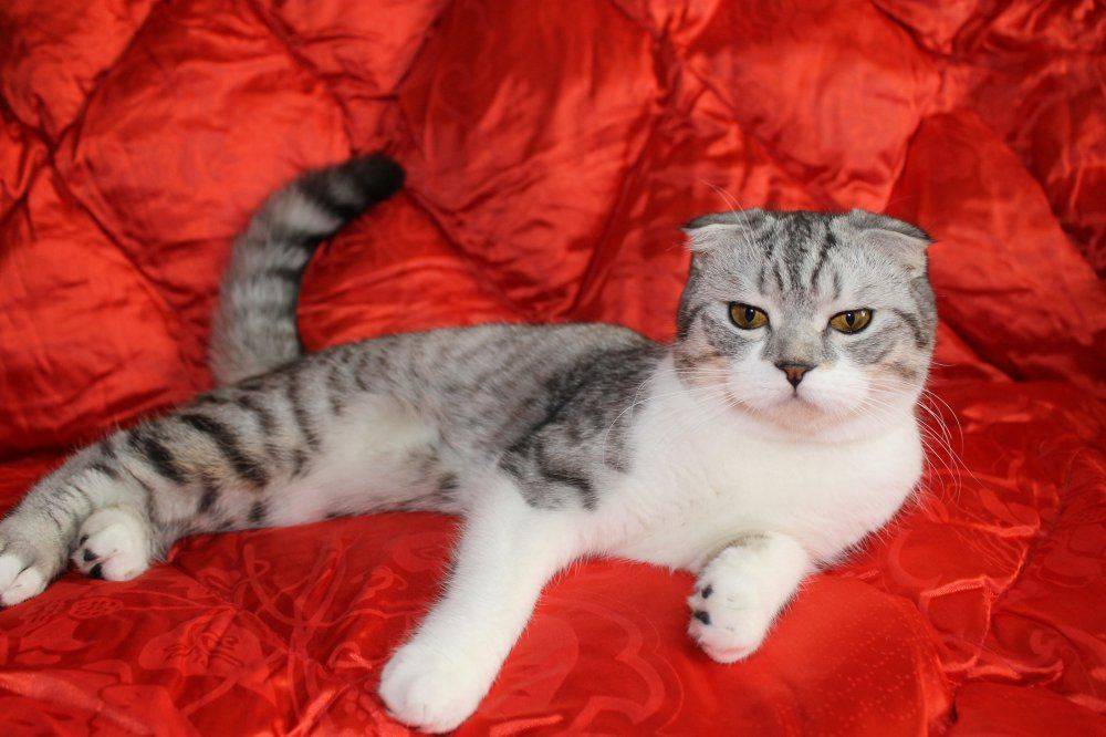 Породы кошек которые не линяют - список и описание