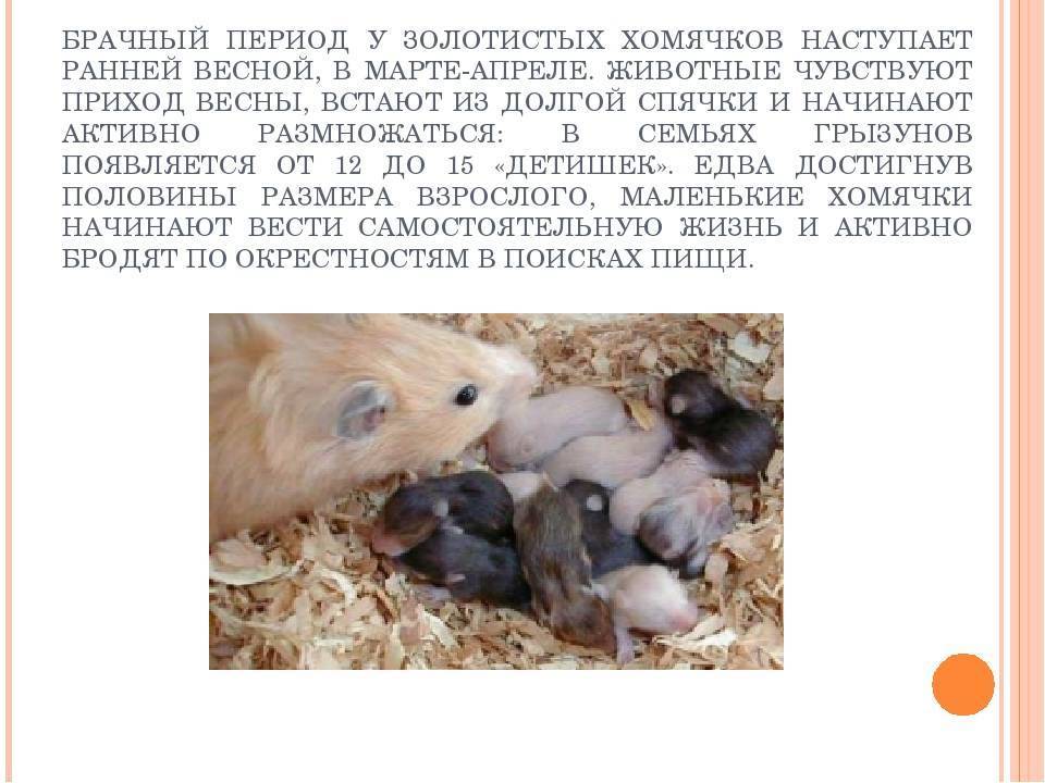 Породы хомяков: какие бывают виды, фотографии, названия, как определить породу, отличия
