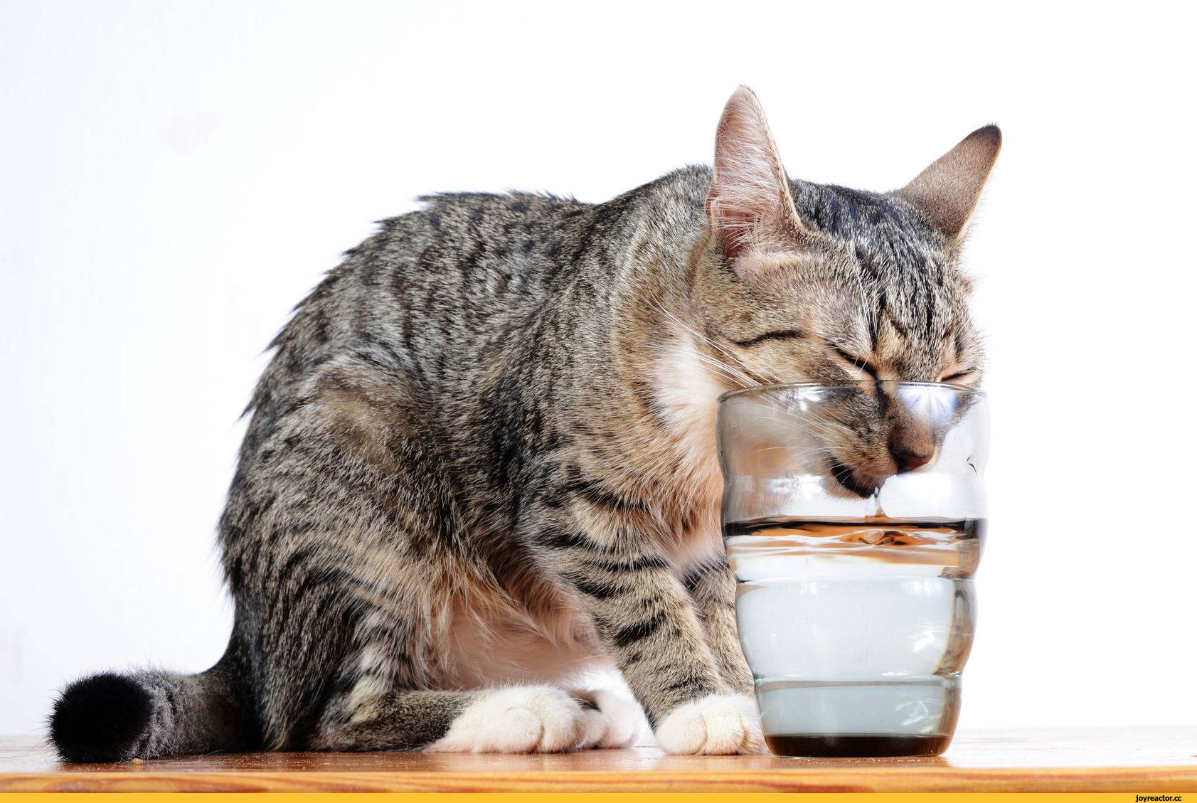 Кошка не пьет воду: факторы, которые влияют на количество потребляемой жидкости | звери дома