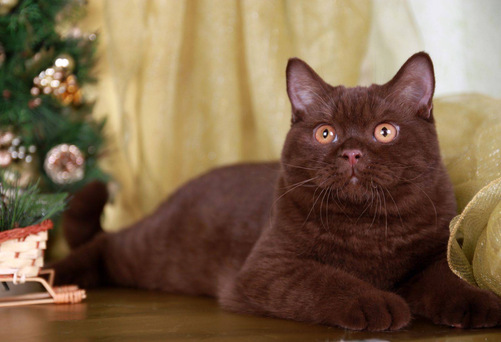 Йоркская шоколадная кошка