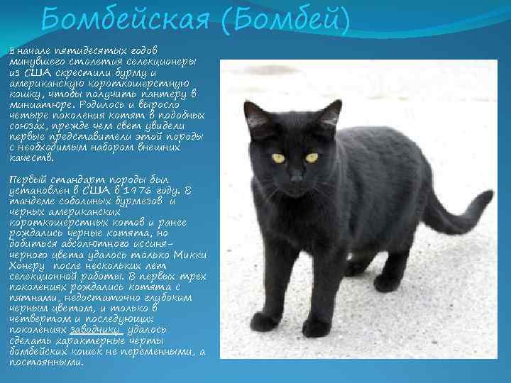 Бомбейская кошка – внешний вид, повадки, болезни, уход, кормежка + 75 фото