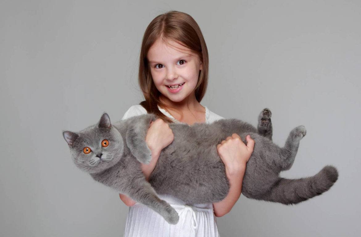 Топ 10 самых лучших пород кошек для детей - фото и краткое описание