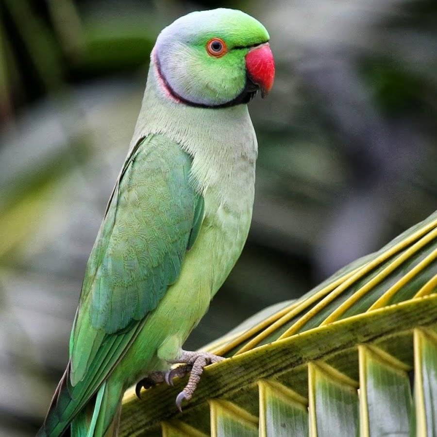 Попугай кольчатый ожереловый. Кольчатый ожереловый попугай зеленый. Малый кольчатый ожереловый попугай. Индийский кольчатый попугай ожереловый.