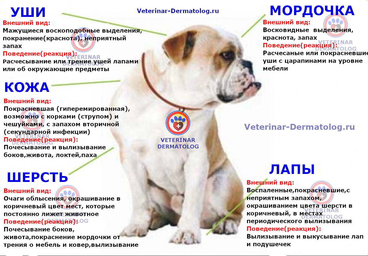 Ожог у собаки: что делать, если химический глаз, кипятком, термический, пищевода, лечение - блог о животных - zoo-pet.ru