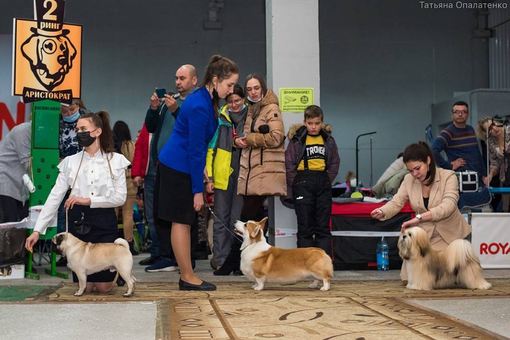 Расписание выставок собак на 2022 год / беларусь — bko.by — сайт о собаках и для собак