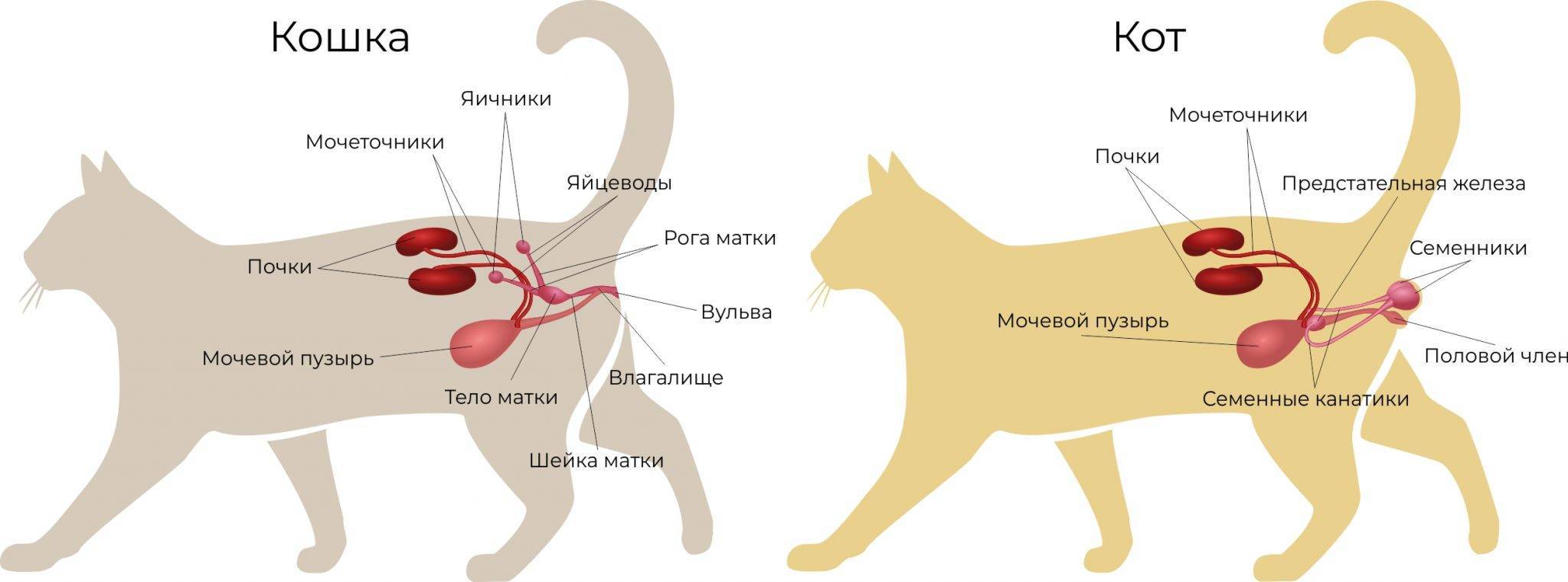 Роды у кошек: полная инструкция