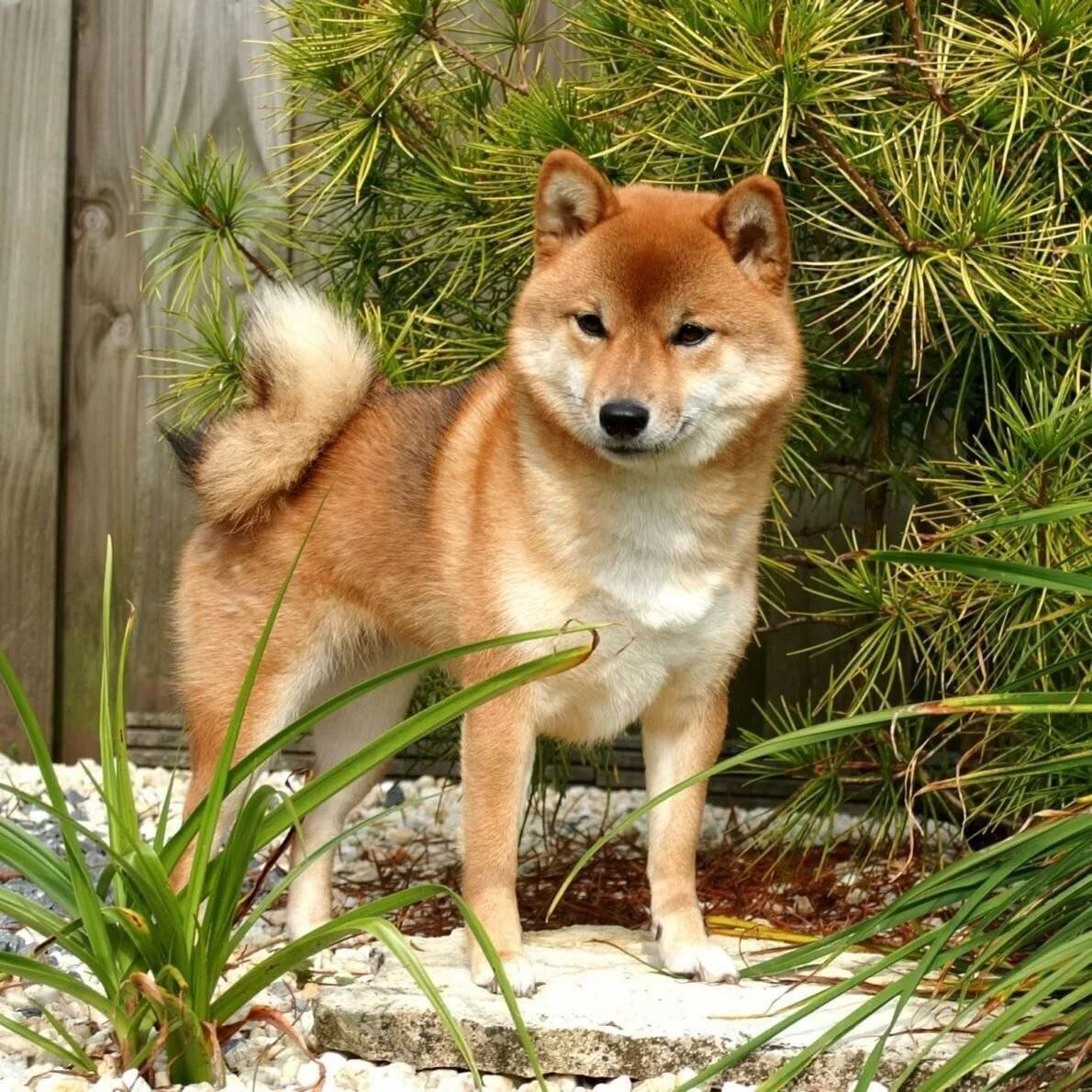 О японских собаках – названия пород, описание, фото