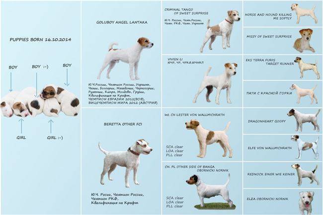 Джек рассел терьер и парсон рассел терьер: отличия и сходства пород с фото и видео собак