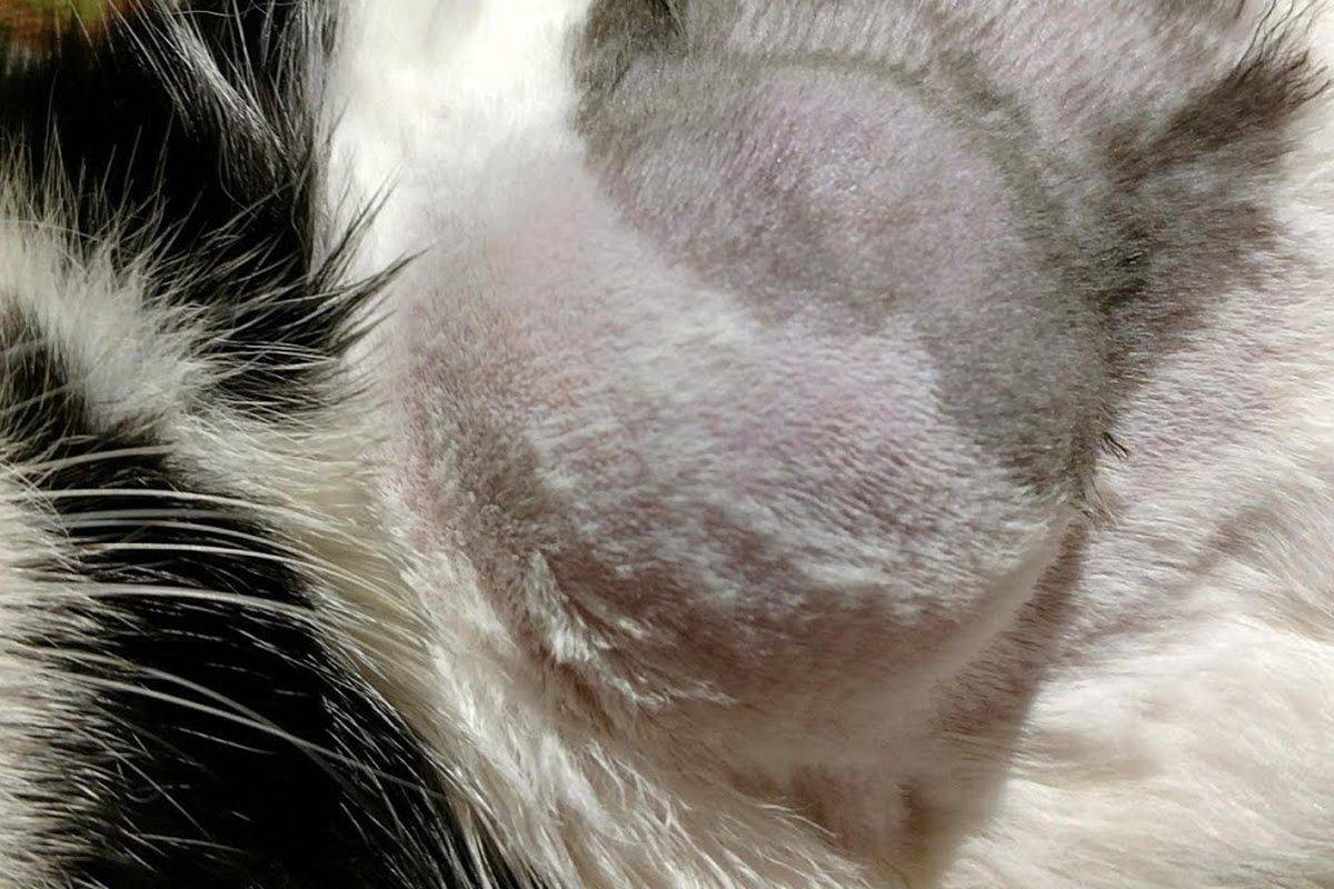 Уход за кошкой после удаления опухоли молочной железы у