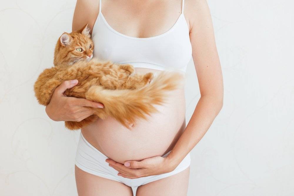 Опасны ли для беременных кошки, почему во время беременности нельзя их гладить и убирать кошачий туалет: правда и мифы