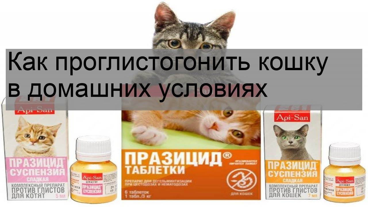 Можно ли давать беременным кошкам или котятам таблетки от глистов?