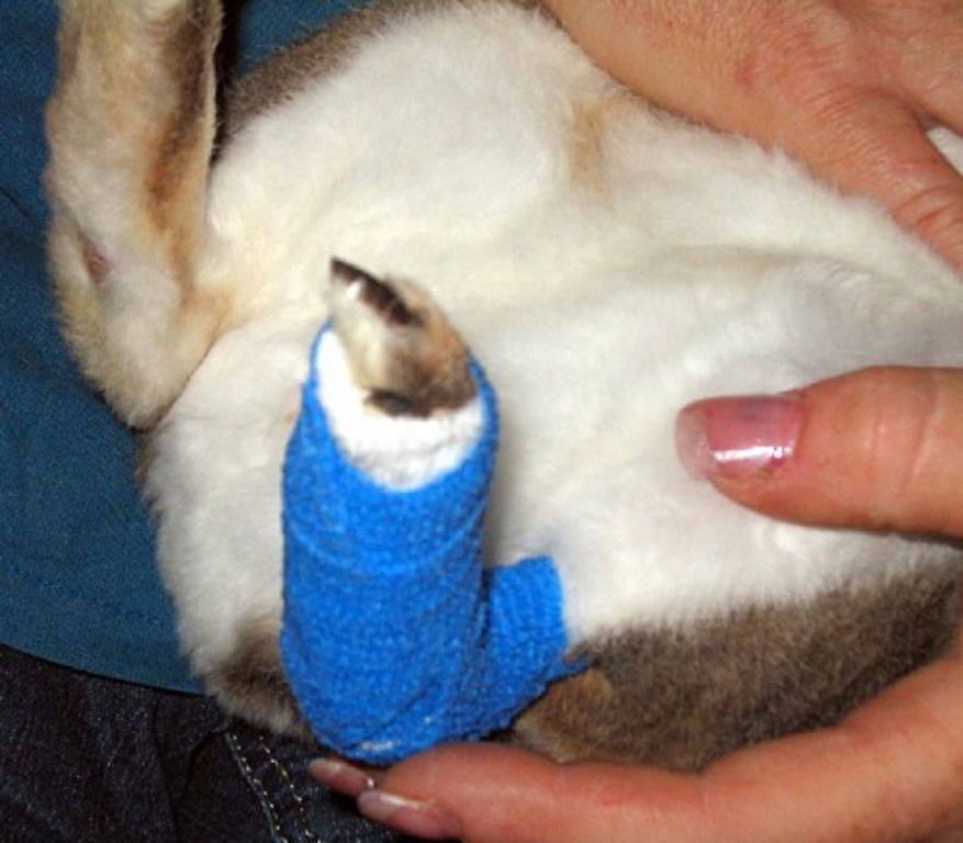 Пододерматит у кроликов разных пород: лечение медикаментами и народными средствами