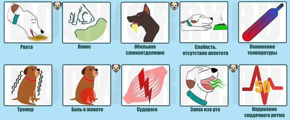 Интоксикация у кошек