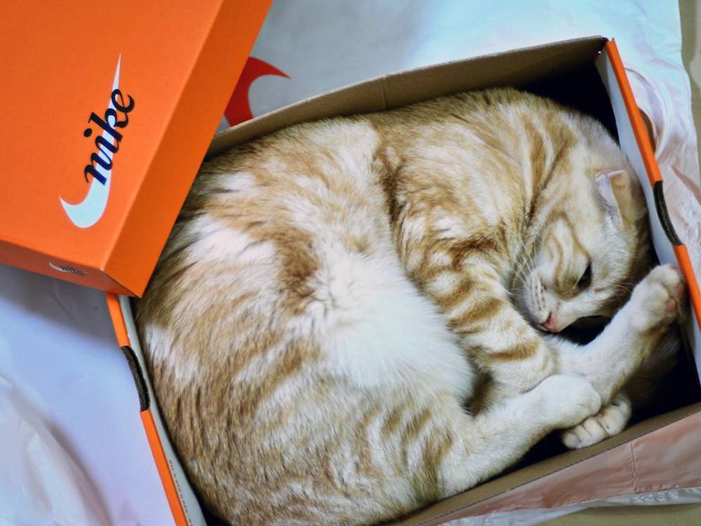 Почему кошки любят коробки и пакеты, почему нравятся
почему кошки любят коробки и пакеты, почему нравятся