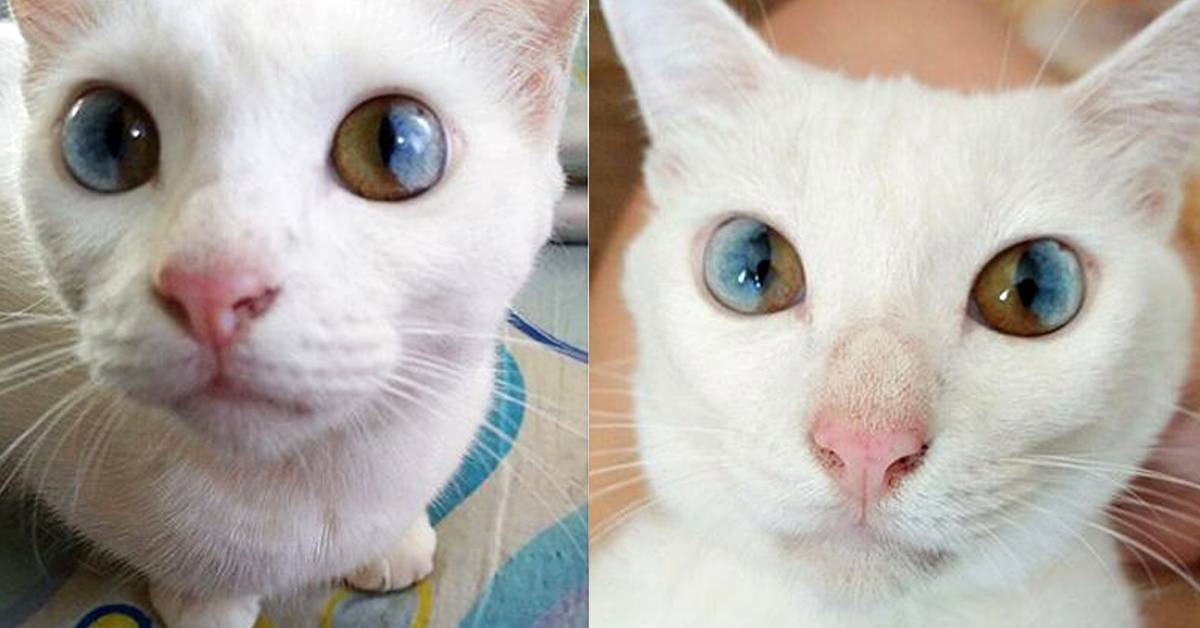 Турецкая ангора. ангорский кот. кошка с разными глазами. белоснежная шерсть - мир кошек