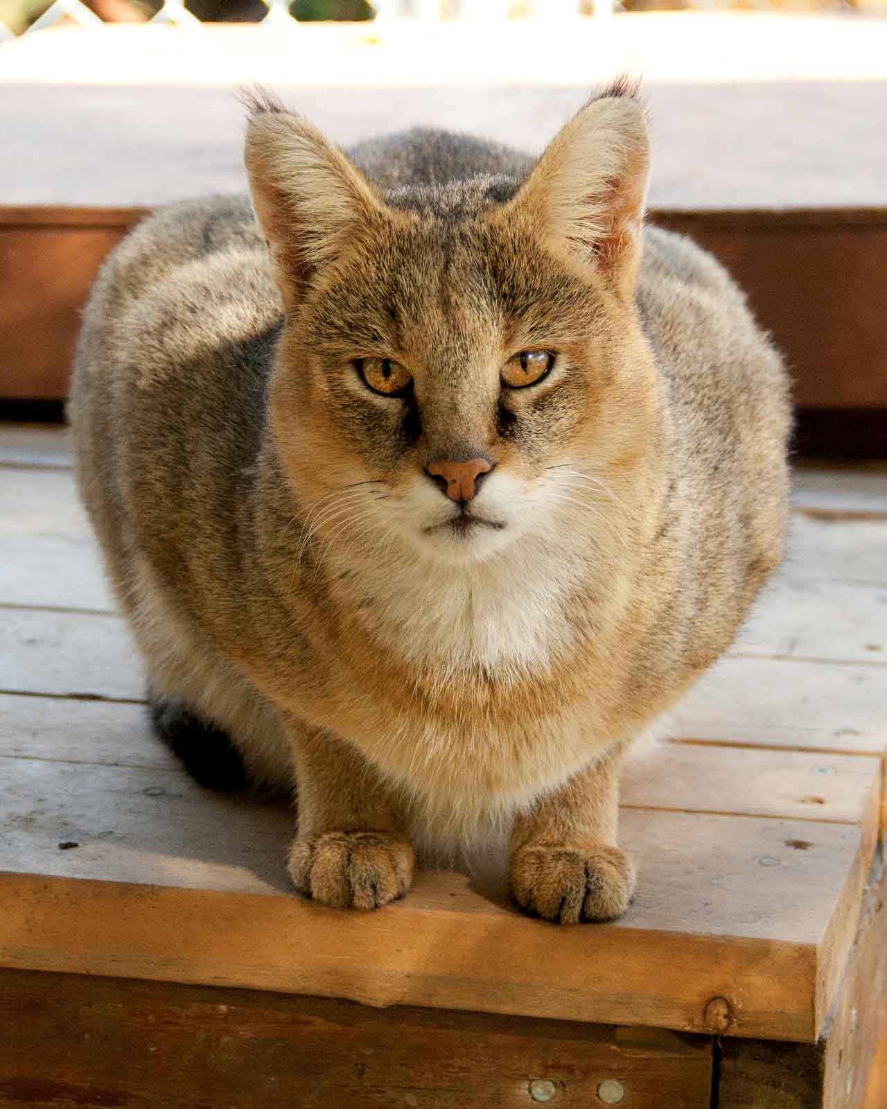 Камышовый кот: природа или порода?