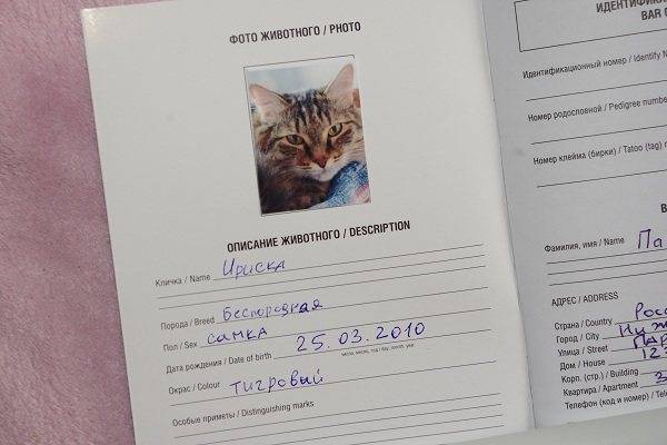 Ветеринарный паспорт для кошки: как сделать и сколько стоит кошачий паспорт, образец заполнения