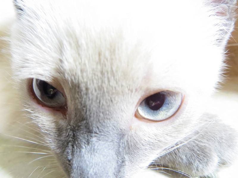 У кота слезятся глаза выделение коричневого цвета: чем лечить, причины
