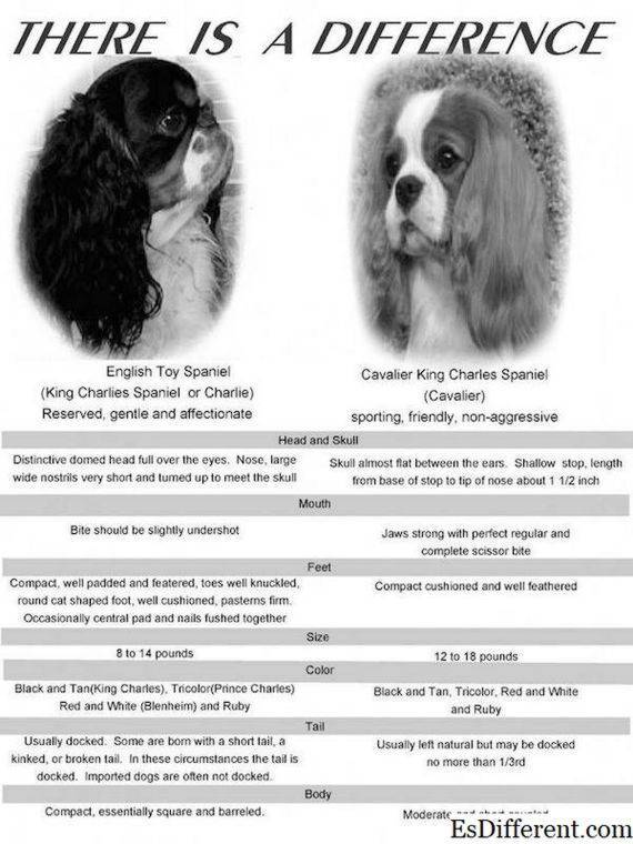 Папильон: фото собаки, цена, описание породы, характер, видео
папильон: фото собаки, цена, описание породы, характер, видео