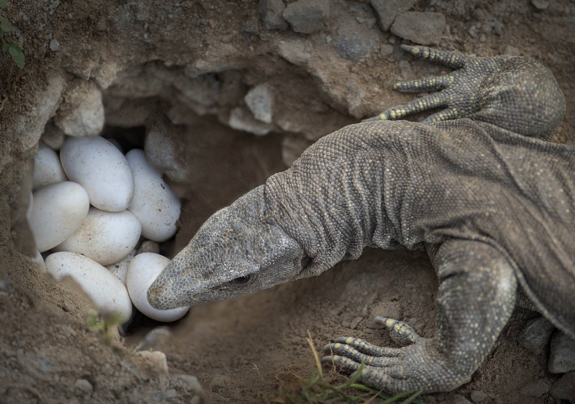 Размножение ящериц яйцами. Комодский Варан. Комодский Варан детеныш. Комодский Варан откладывает яйца. Комодский Варан яйца.