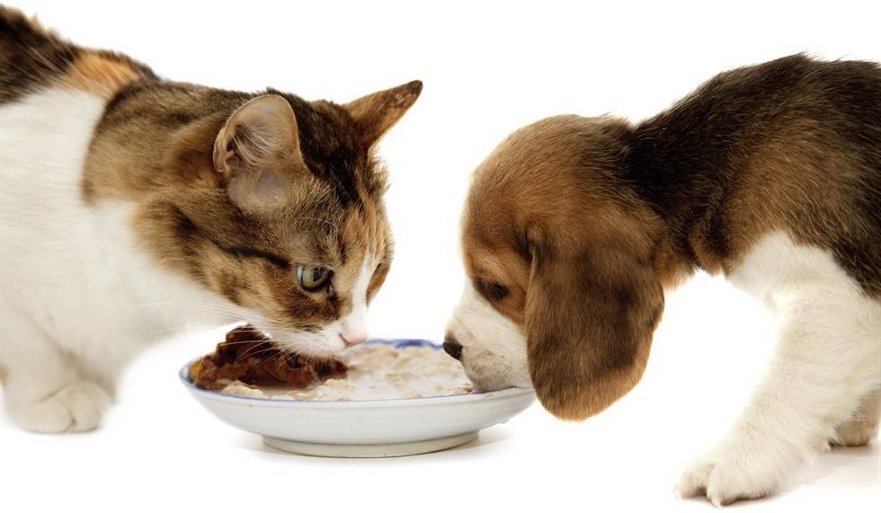 Почему нельзя кормить собаку со своего стола