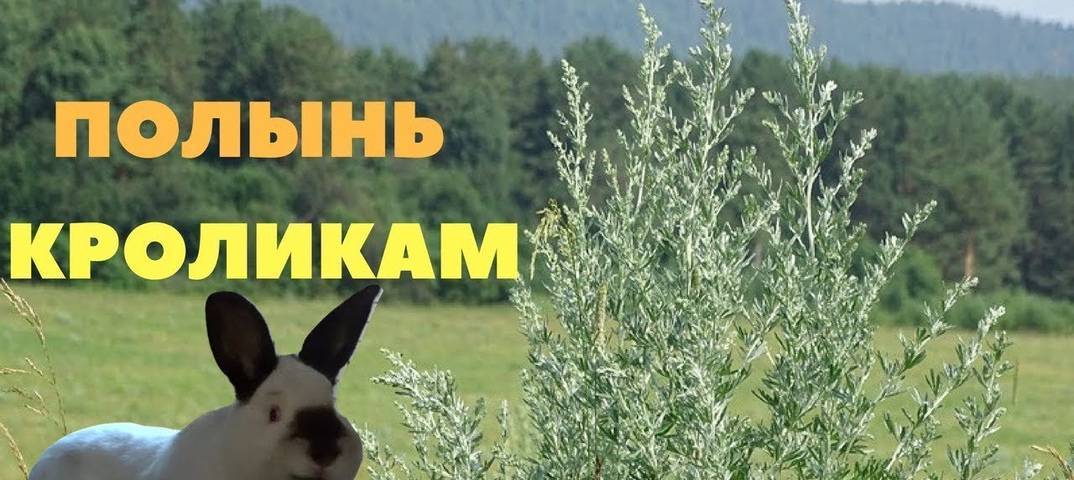 Можно ли кормить кроликов полынью: советы и видео