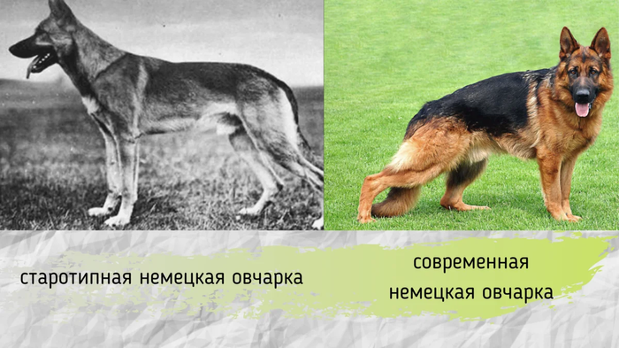 Чем отличается немецкая от восточно-европейской овчарки – фото, сравнение собак