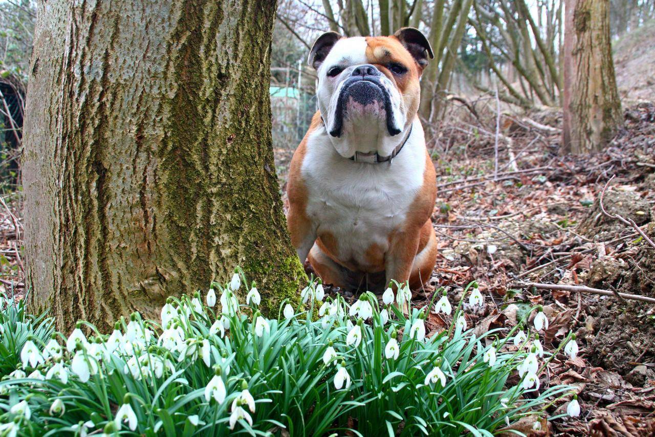 Староанглийский бульдог