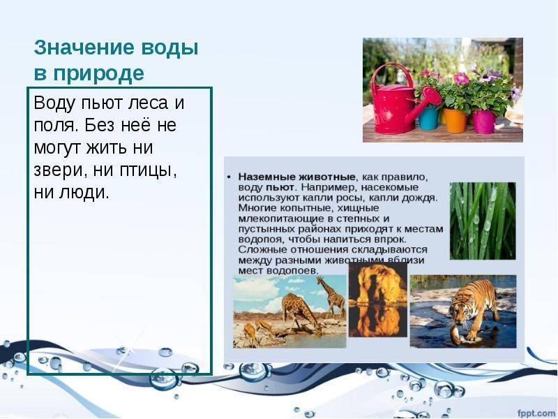 Сколько воды пьет шиншилла: рекомендации по питью для владельцев