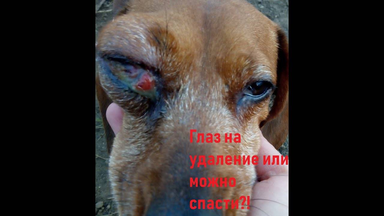 Какие лекарства давать собаке при глазных болезнях – капли и лосьоны для глаз