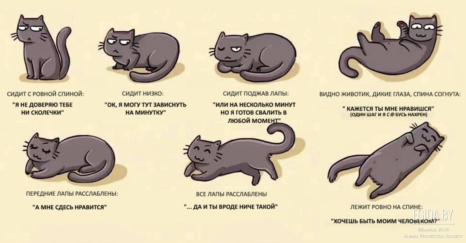 Почему кот не вяжет течную кошку