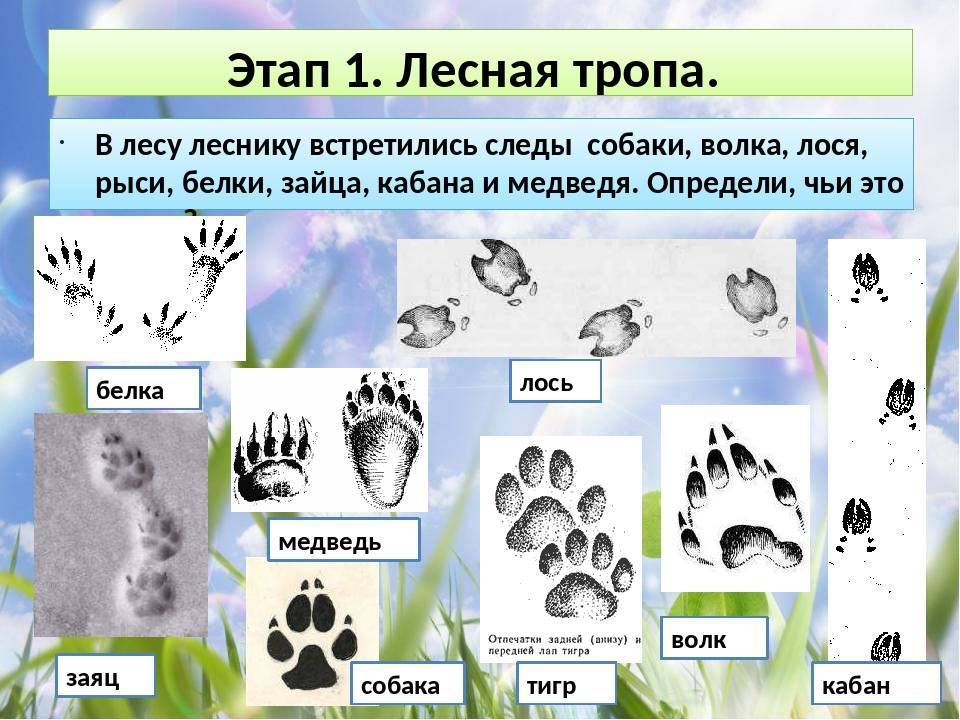 Чем отличаются волки от собак: в чем разница по внешности и размерам