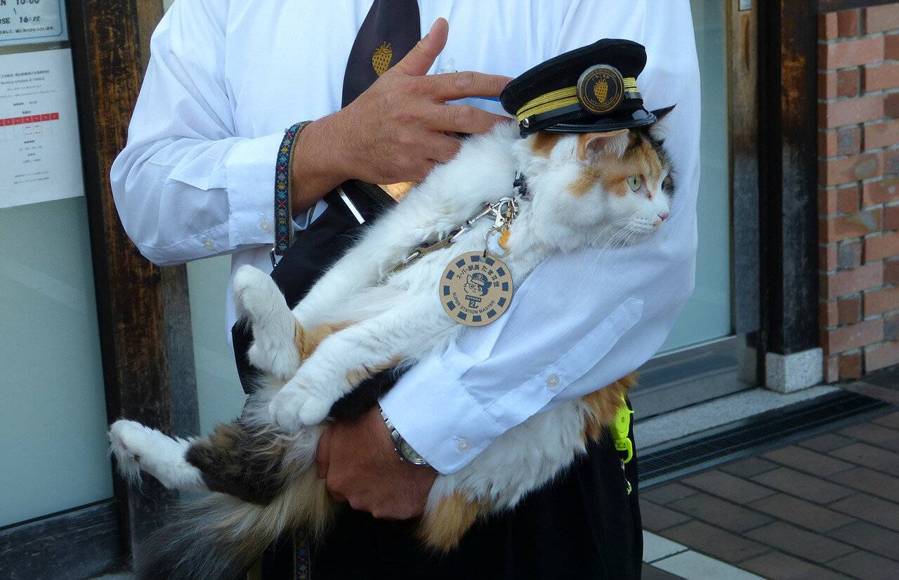 Чем прославились кошка тама, басу и собака марон в японии