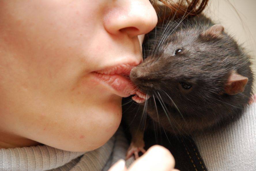 Почему крыса лижет. Крыса целует. Девушка крыса.