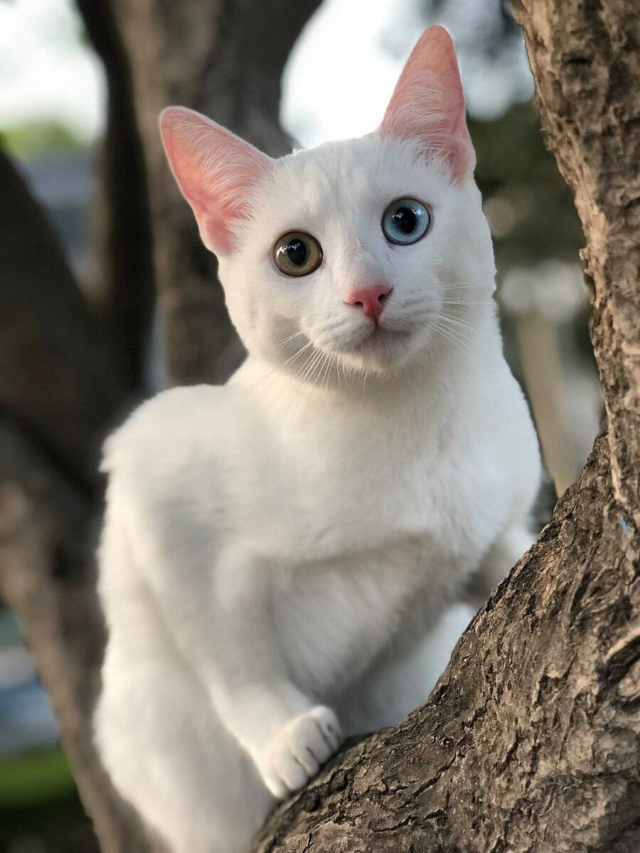 Порода кошек као-мани – бриллиант таиланда
