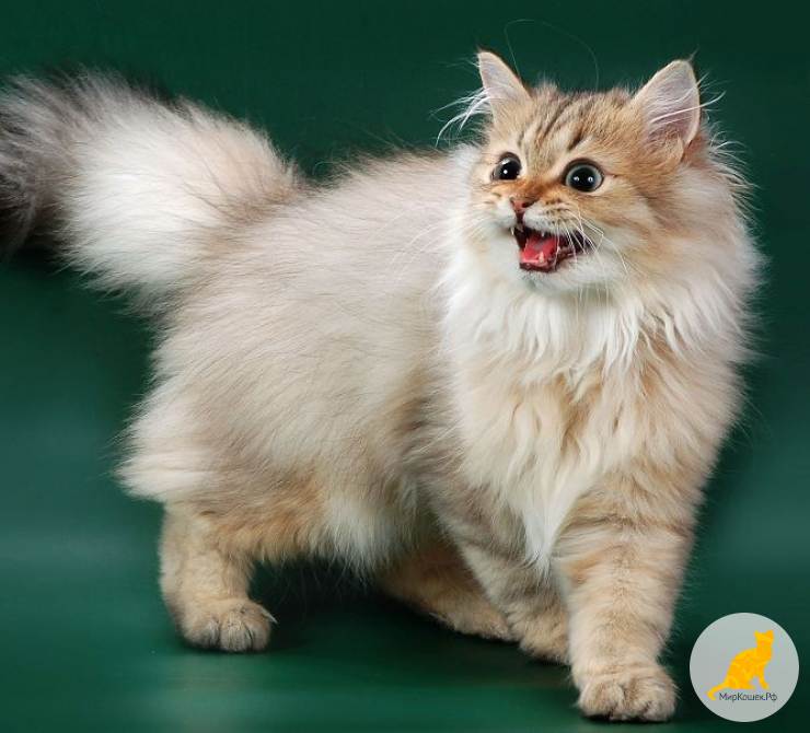20 самых красивых пород длинношерстных кошек: краткое описание происхождения и интересные факты