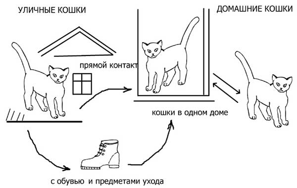 Схема лечения чумки у кошек