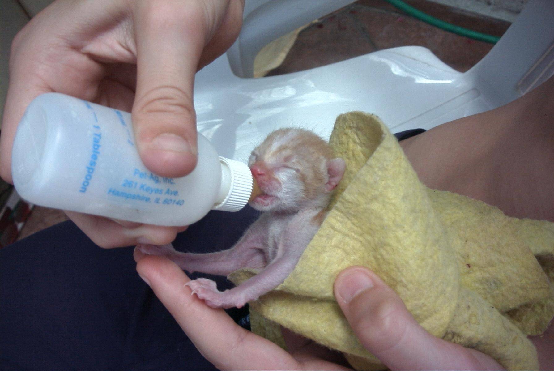 Поить форум. Соска для выкармливания новорожденных котят. Искусственное вскармливание котят. Молочко для выкармливания котят.