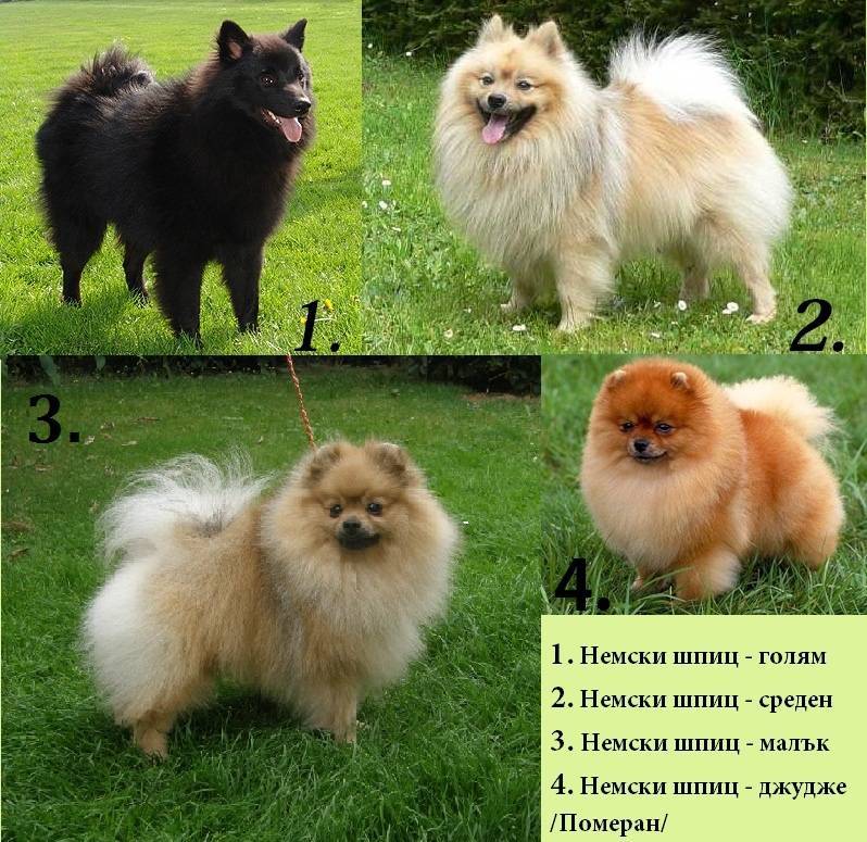 Описание породы собак немецкий шпиц