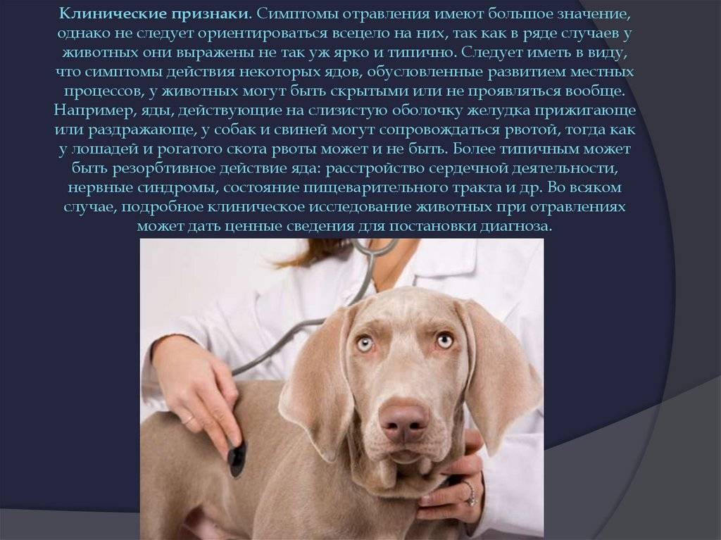 Симптомы отравления у собак. первая помощь при интоксикации | блог ветклиники "беланта"