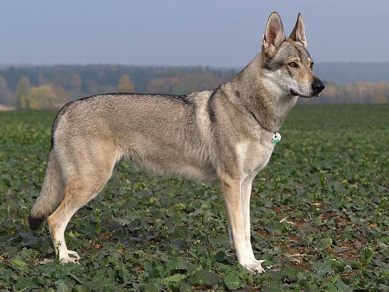 Чешский волчак. история, характер, внешность, болезни породы собак