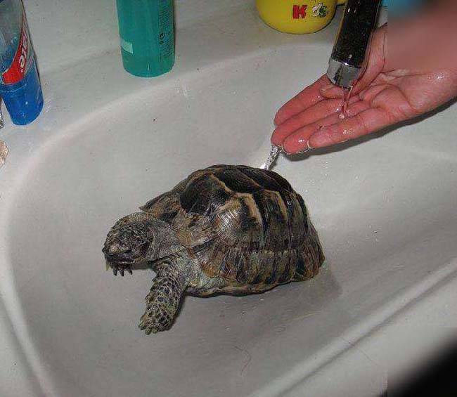 Как ухаживать за черепахой. правильный уход за черепахой в домашних условиях. как купать и поить сухопутную черепаху