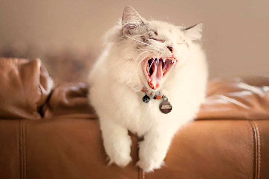 Почему кошки и коты зевают: причины зевоты, как отличить естественный и вынужденный процесс и чем помочь питомцу в случае необходимости