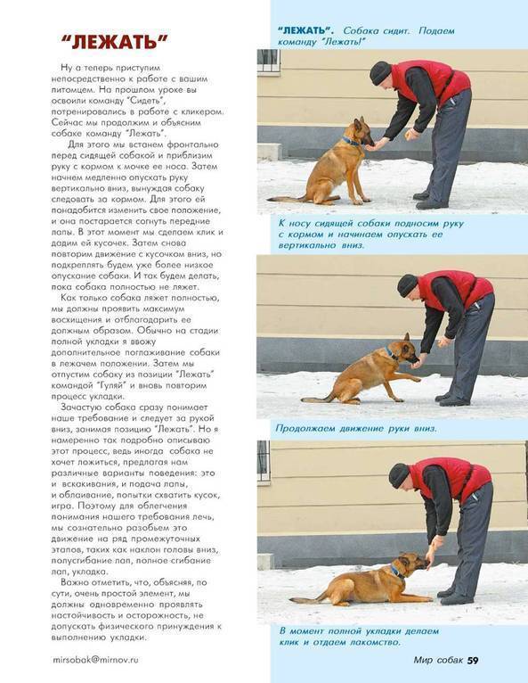 Как дрессировать собаку в домашних условиях: зачем нужно разучивание команд
 | 7hands
