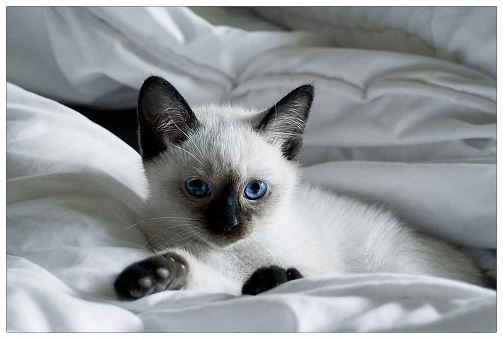 Сиамская кошка